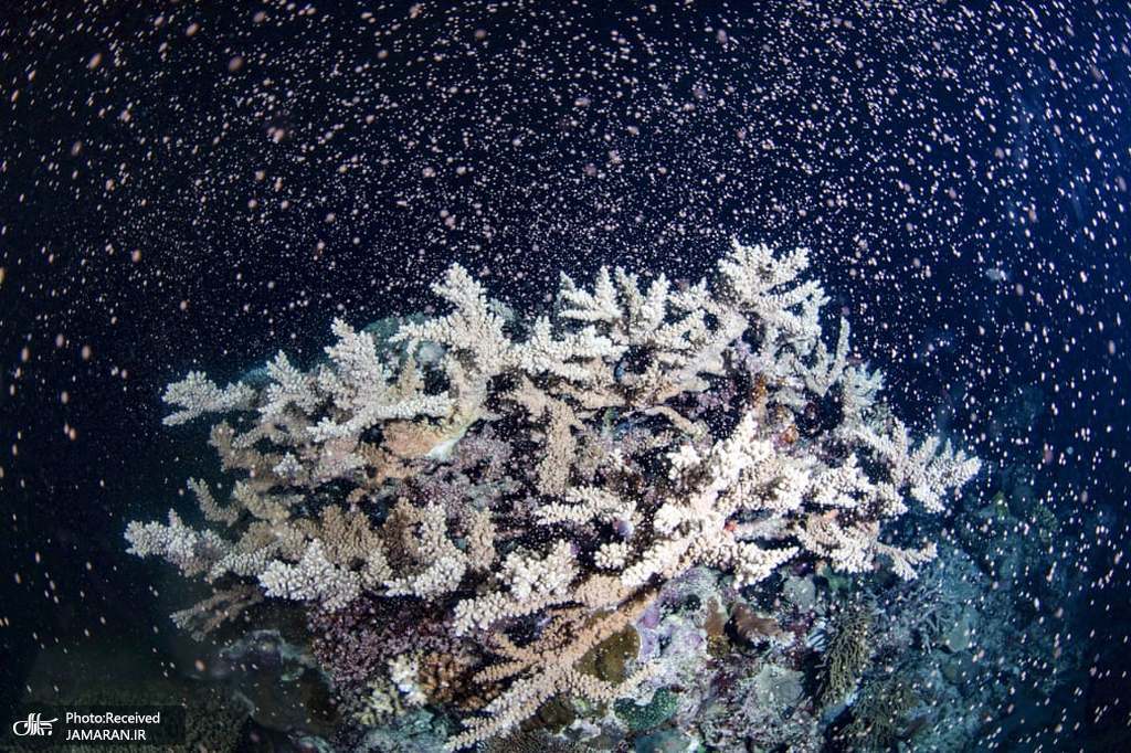 مرجان ها در حال تخم ریزی در اقیانوس آرام + عکس
