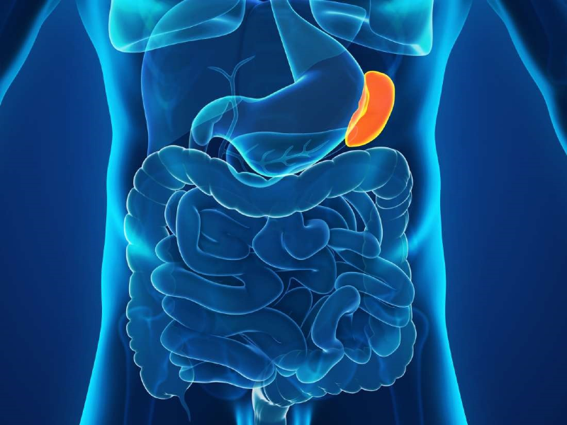 وظیفه اصلی طحال چیست؟