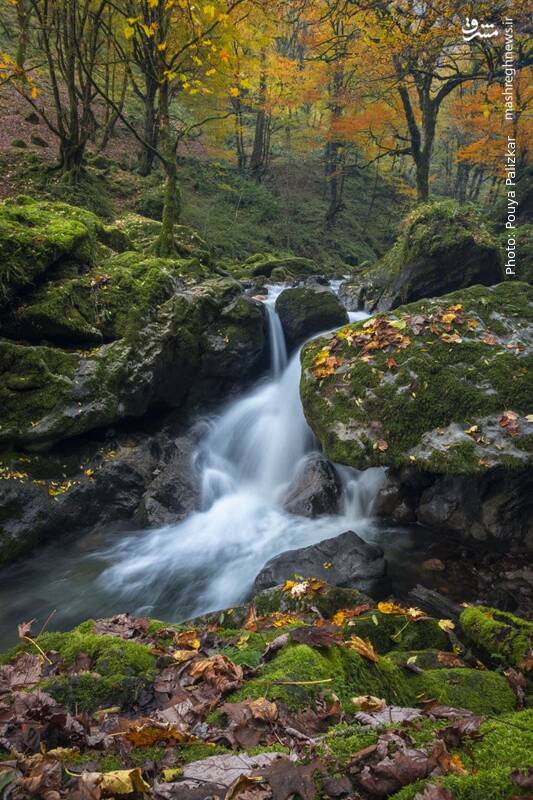 آبشاری در دل جنگل‌های قلعه رودخان + عکس