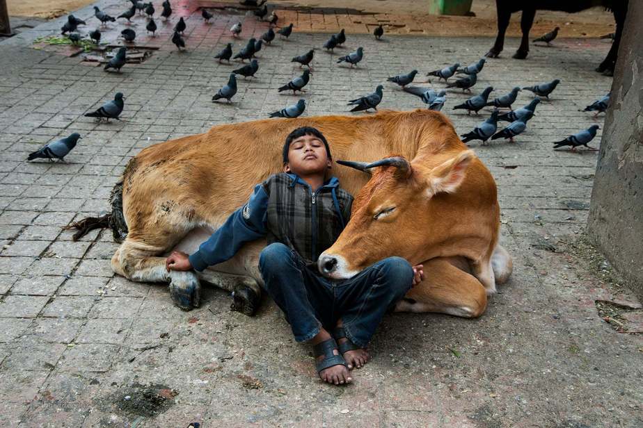 خوابی کودکانه در کنار گاو + عکس