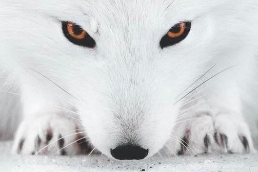 روباه ایسلندی از نمای خیلی نزدیک + عکس