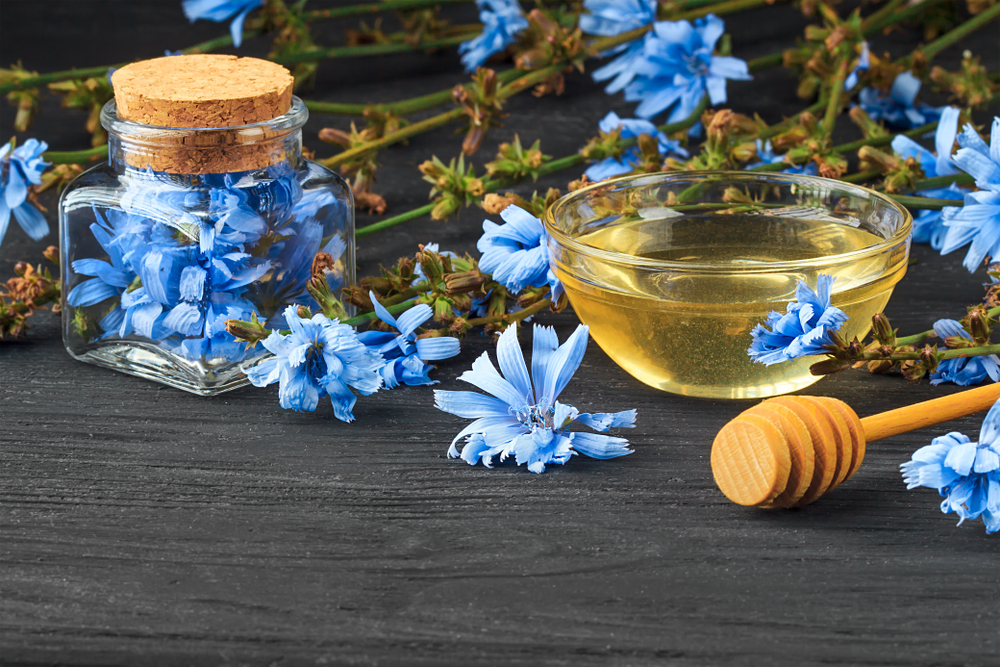 فواید فوق العاده عرق کاسنی برای سالمندان 