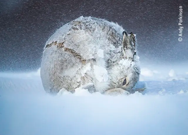  راهکار جالب خرگوش کوهستانی در برف و سرما + عکس