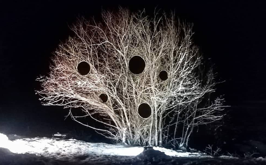 خلق اثر هنری عجیب با درختان جنگلی + عکس