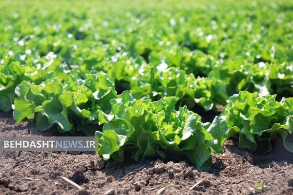 خوراکی های ضد تشنگی برای روزه داران/ اینفوگرافیک