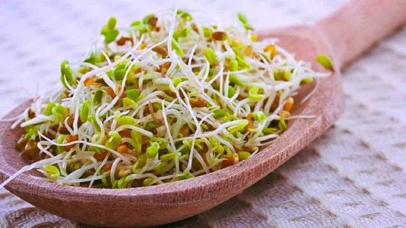 نکاتی مهم برای مصرف جوانه‌های تازه غلات و حبوبات