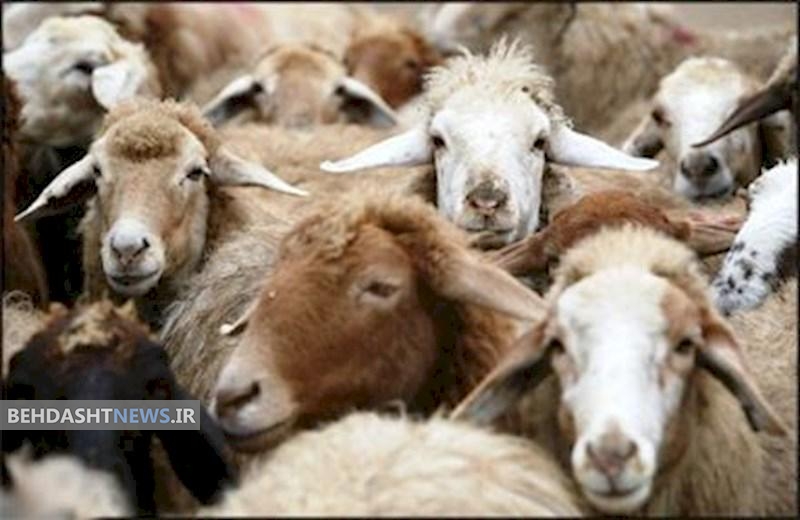 راه هایی برای پیشگیری از ابتلا به تب کریمه گنگو/اینفوگرافیک