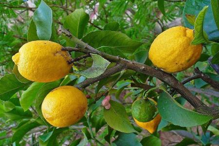 این میوه را بخورید و از بیماری‌های ویروسی زمستان در امان باشید