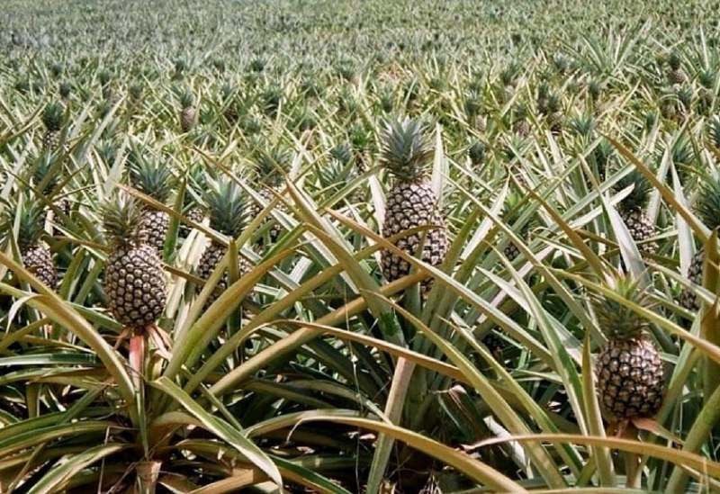 تصویری جالب و دیدنی از مزرعه آناناس + عکس