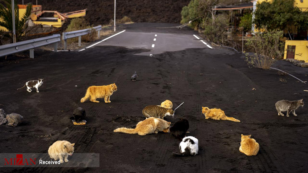 گربه‌ها در میان خاکستر آتشفشان به دنبال غذا + عکس
