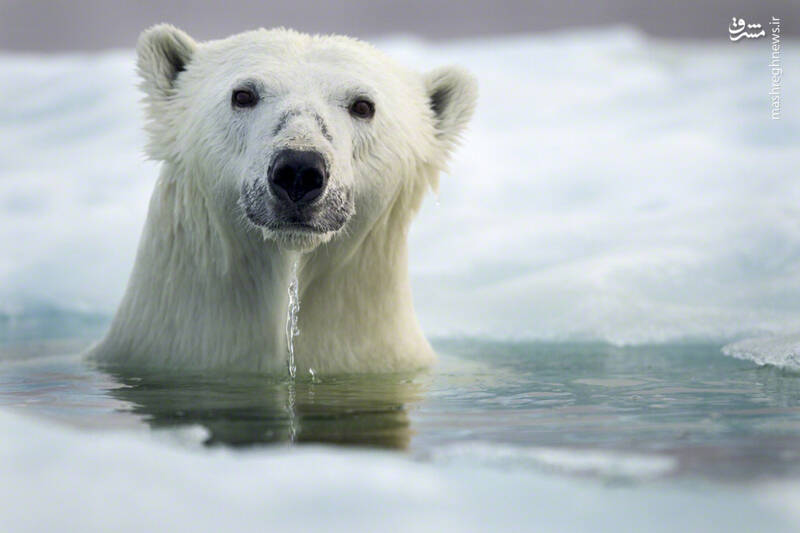  ژست خرس قطبی در آب + عکس