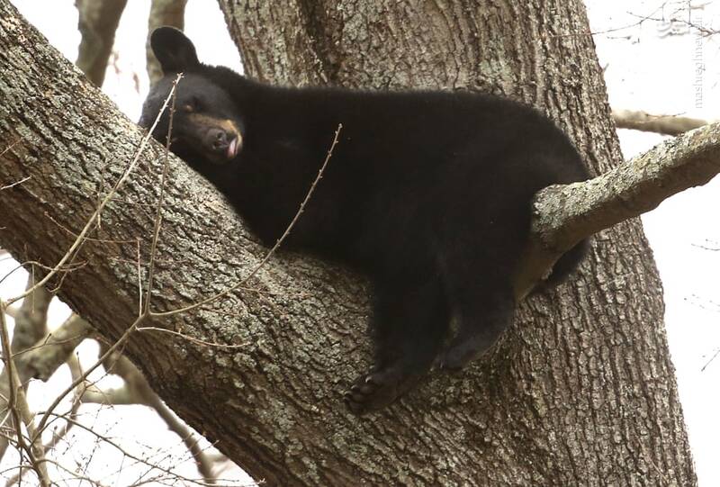 استراحت خرس روی تنه درخت + عکس