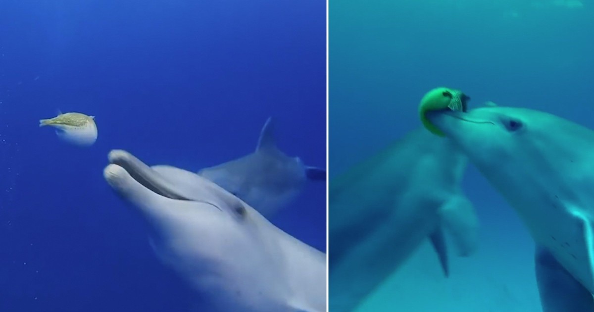 تصویری جالب از بازی دلفین‌ها با بادکنک ماهی + عکس