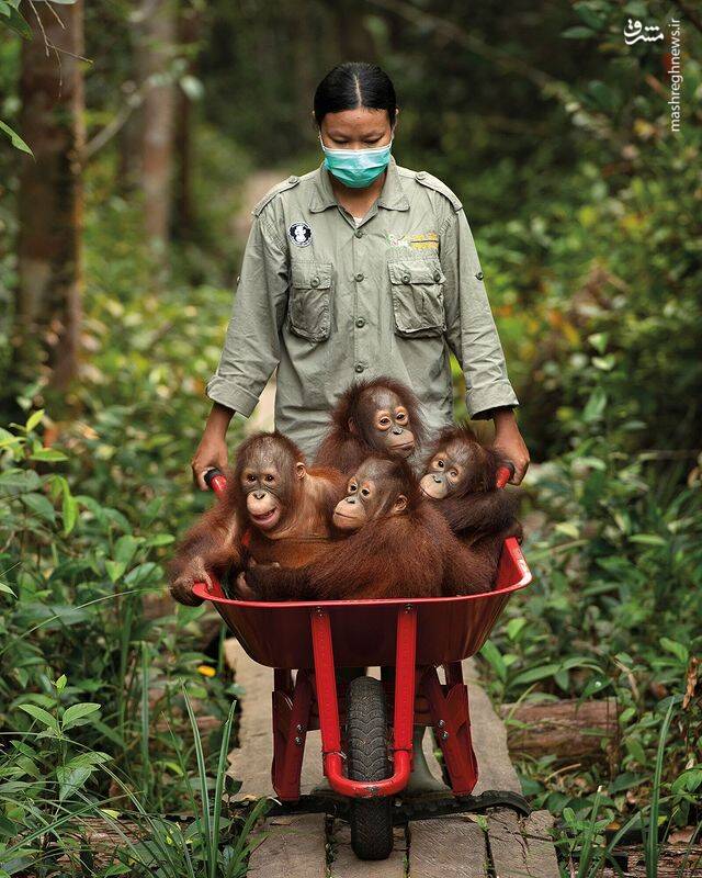 تصویری بسیار جالب و دیدنی از فرغون سواری میمون‌ها + عکس