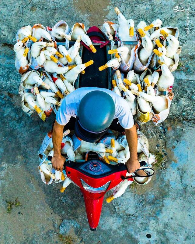 تصویری جالب از موتور سواری اردک‌ها + عکس