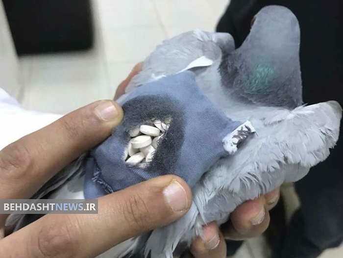 کبوتری که برای عبور دادن حدود ۲۰۰ قرص روانگردان از مرز کویت دستگیر شد+عکس 