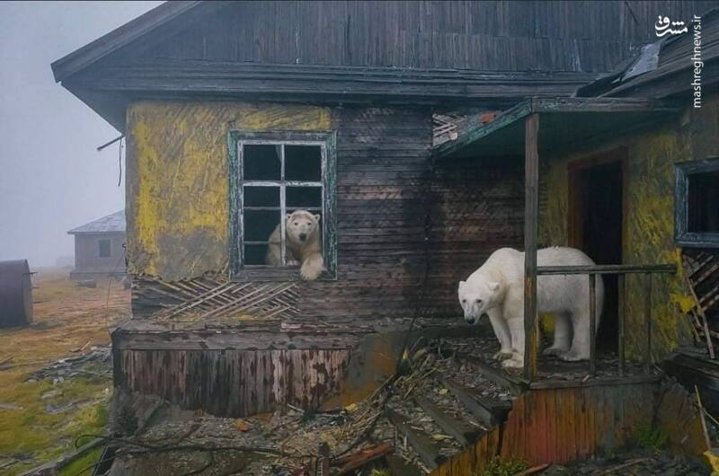 خانه‌ متروکه میزبان خرس‌های قطبی + عکس