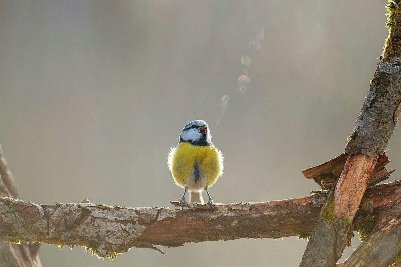  نفس های گرم پرنده در یک صبح سرد  + عکس