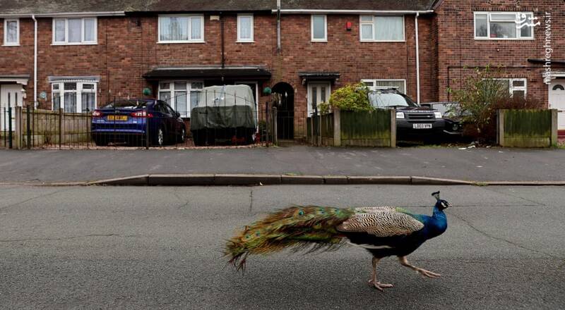  قدم زدن طاووس در خیابان + عکس