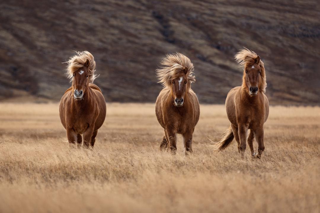 موهای افشان اسب‌ها در باد + عکس