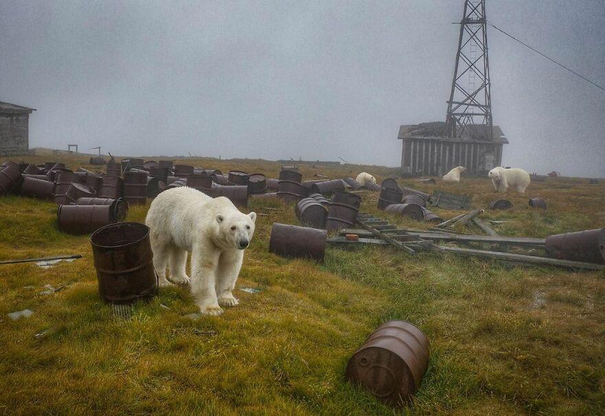 حمله خرس‌های قطبی به ایستگاه هواشناسی روسیه + عکس