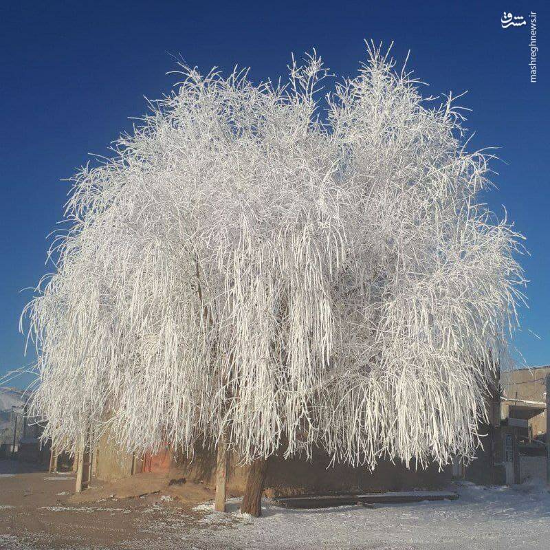 درخت یخ زده در لرستان + عکس