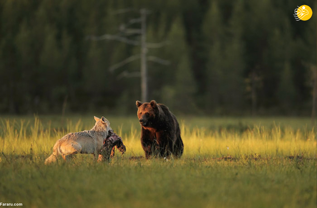 دوستی جالب خرس قهوه‌ای با یک گرگ + عکس