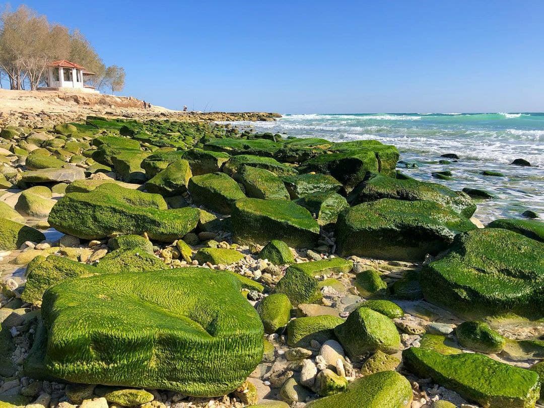 رشد جلبک‌های سبز در سواحل دریا + عکس