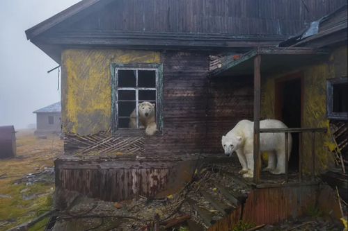 سرک کشیدن خرس های قطبی به کلبه ای متروکه در روسیه + عکس
