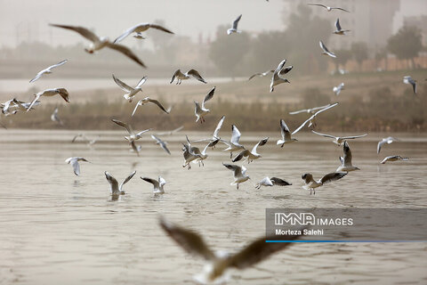 تصاویری زیبا از پرندگان مهاجر اهواز  