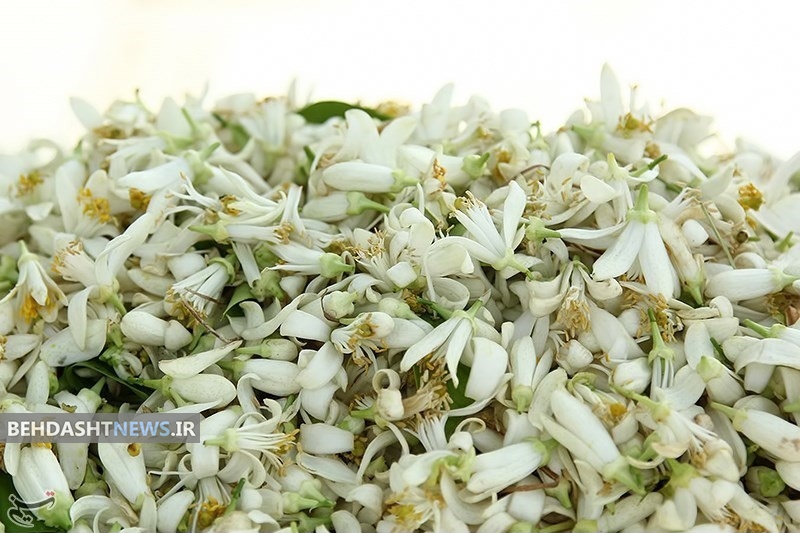 کرم گیاهی ضد لک بهار
