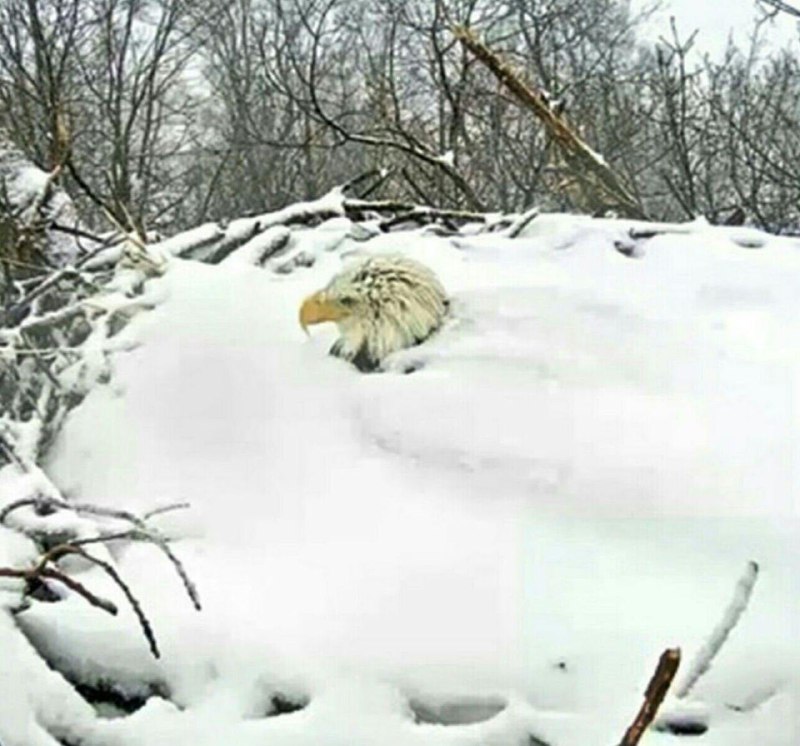 مدفون شدن عقاب زیر برف به خاطر تولید مثل + عکس