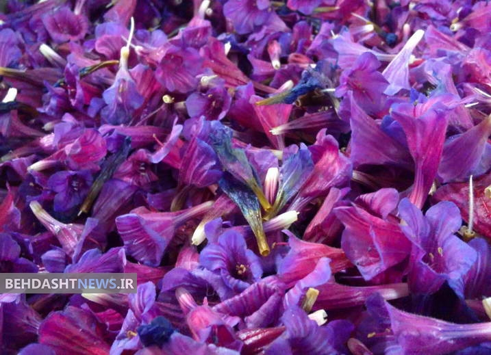 خواص ضد سرطانی گل گاو زبان