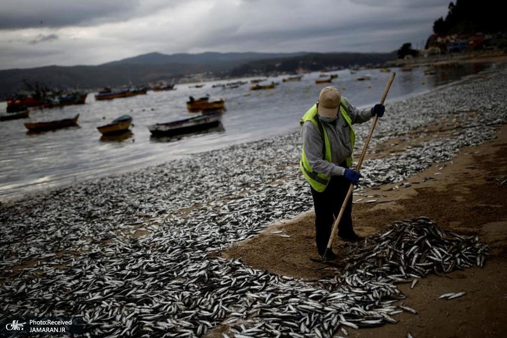 مرگ هزاران ماهی در شیلی + عکس