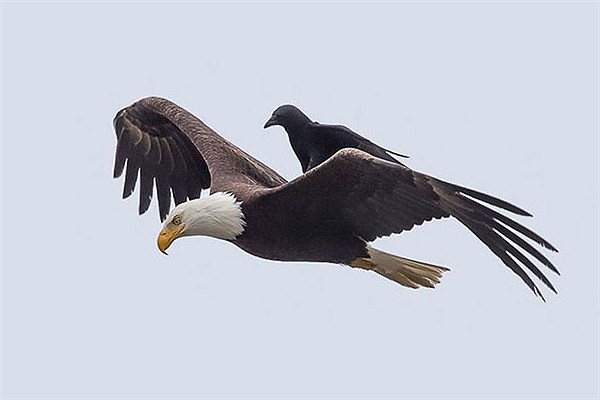 سواری گرفتن یک کلاغ از عقاب + عکس