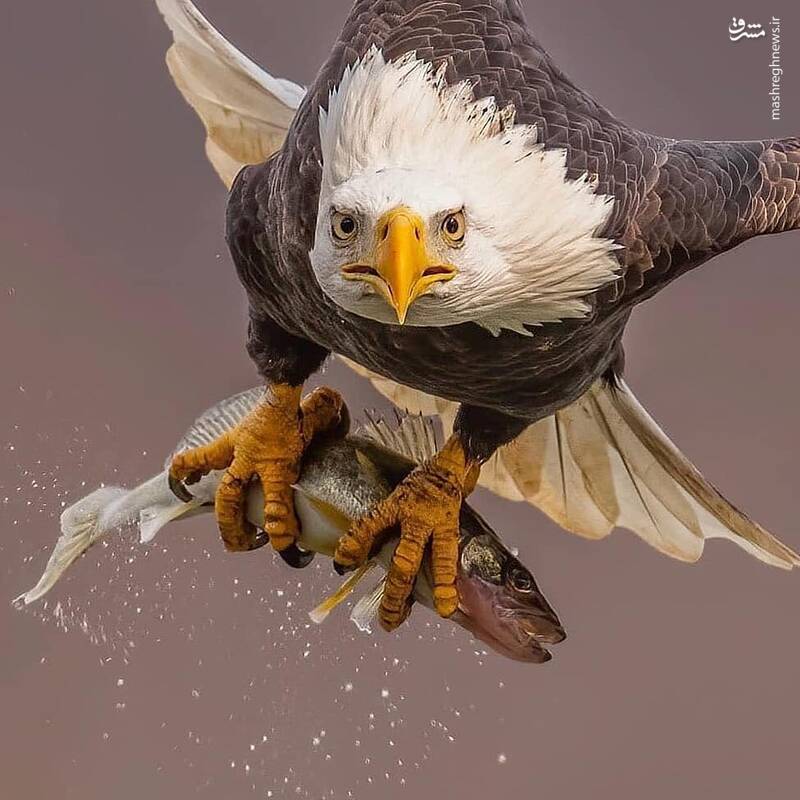 پرواز دیدنی عقاب پس از شکار + عکس