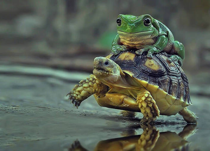 سواری گرفتن قورباغه از لاک‌پشت + عکس
