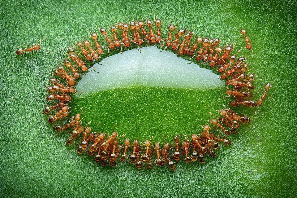 نوشیدن قطره آب توسط مورچه ها + عکس