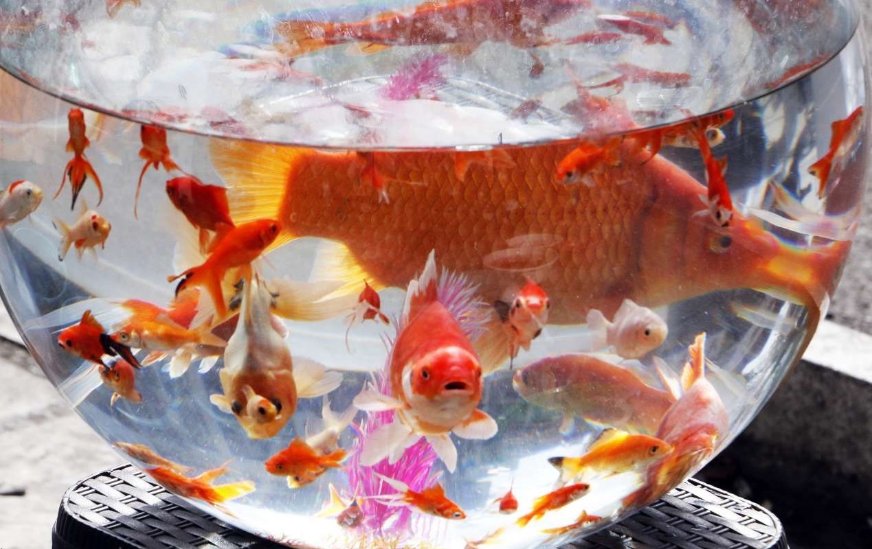 اینفوگرافیک| نکات بهداشتی در مورد ماهی سفره هفت سین