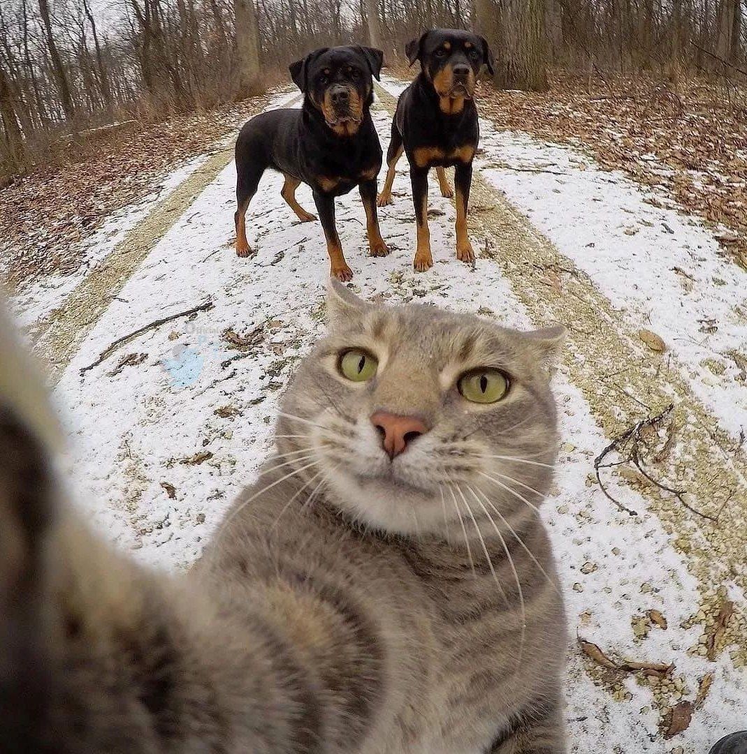 سلفی جالب گربه و سگ + عکس