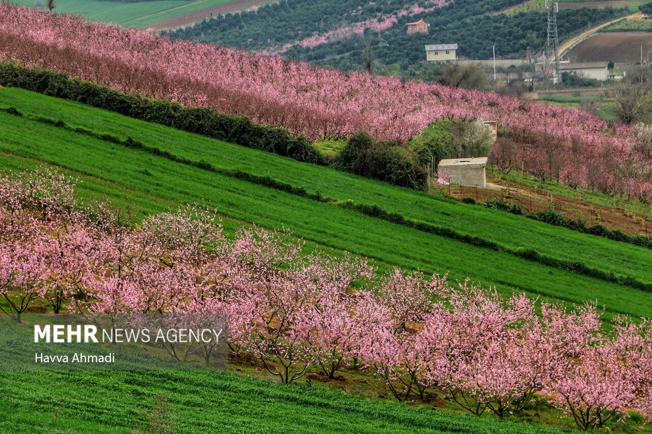 جلوه گری شکوفه های رنگارنگ در مازندران + عکس