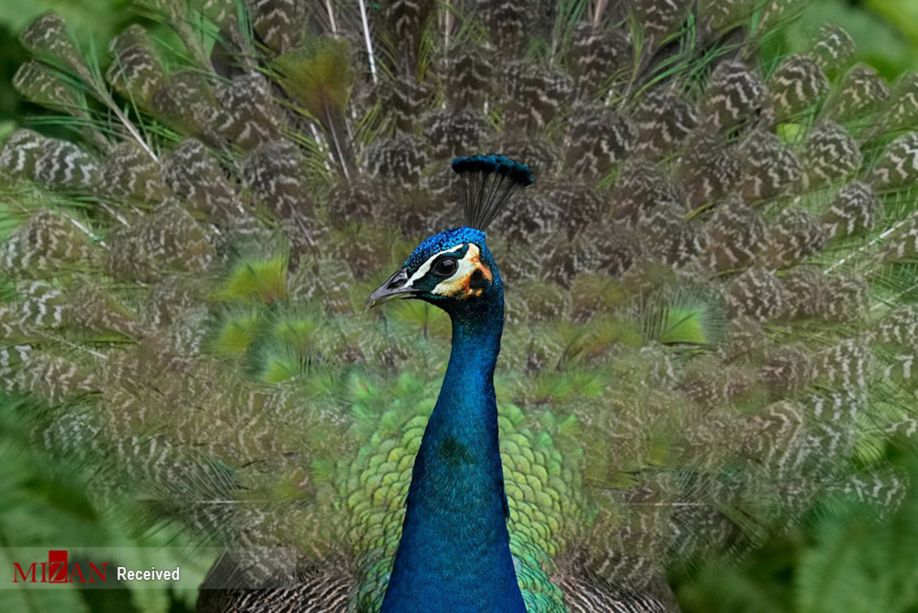 زیبایی طاووس را از نمای نزدیک ببینید + عکس