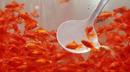 ماهی قرمز تهدیدی برای سلامت خانواده شما