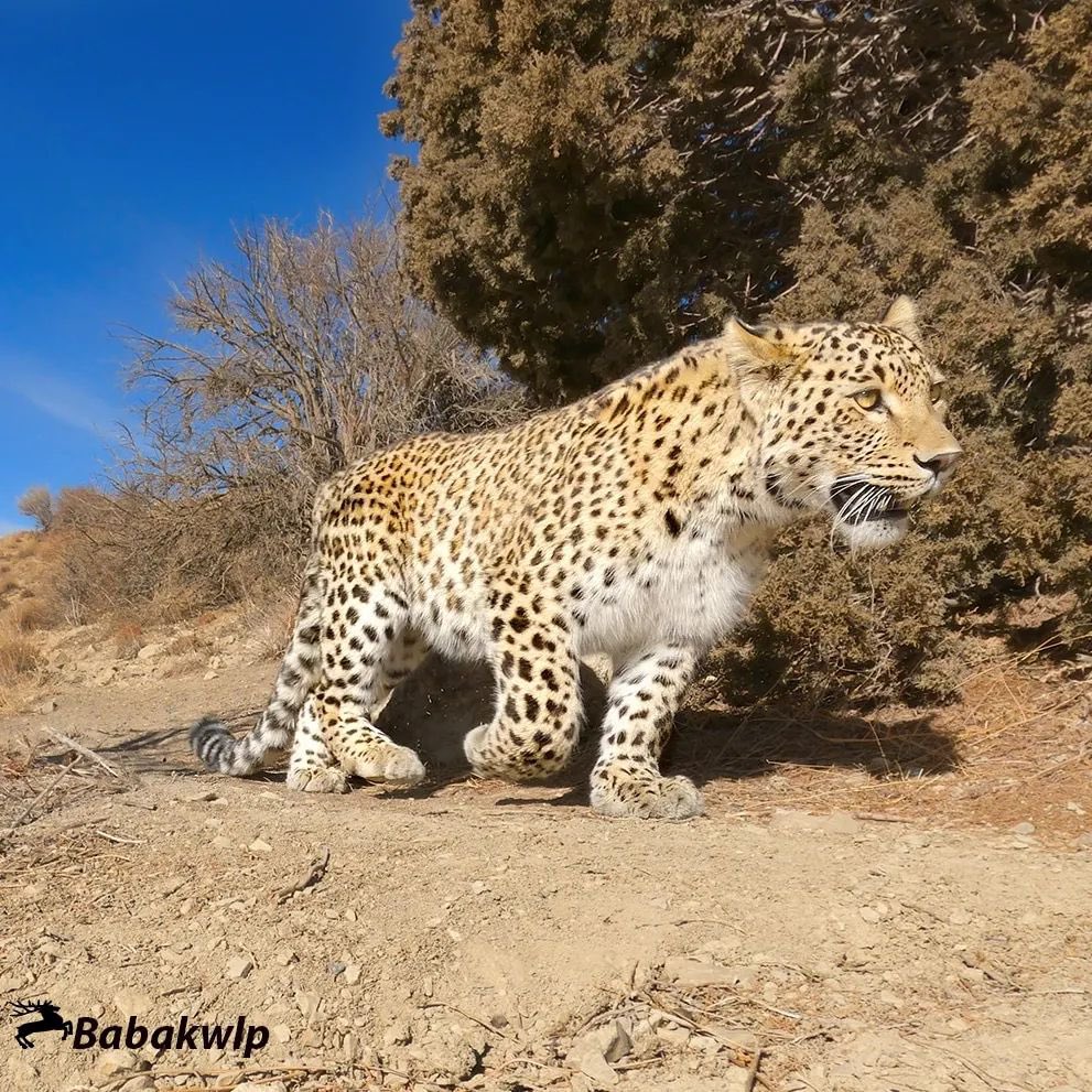 پلنگ زیبای ایرانی در شمال ایران + عکس