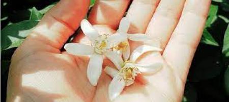 عطر بهار نارنج اضطراب این افراد را از بین می برد