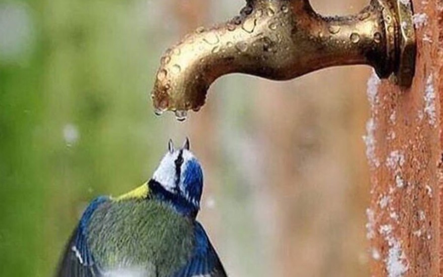 تصویری زیبا از آب خوردن پرنده + عکس