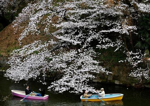 قایقرانی در طبیعت بهاری شهر توکیو + عکس