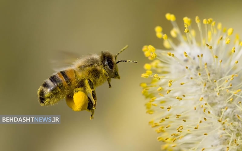 دارو رسانی به مغز با زهر زنبور عسل