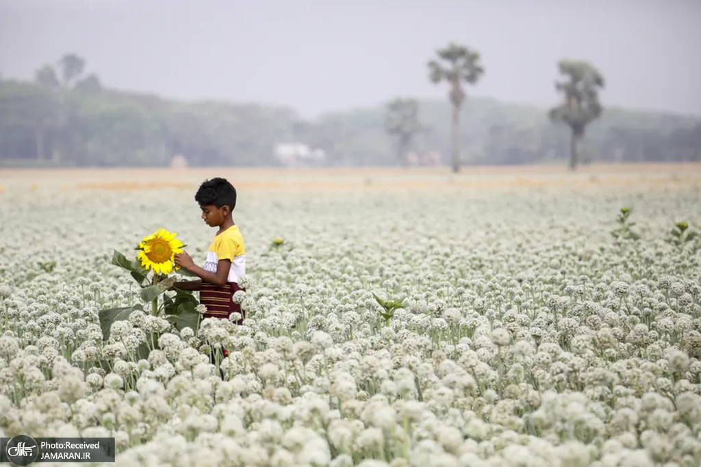نمایی از مزرعه پیاز در بنگلادش + عکس