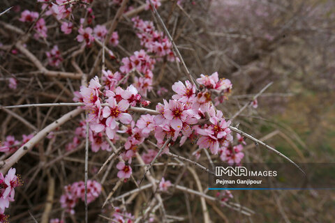 تصاویر| شکوفه‌های زیبای بهاری در روستای ارجنک شهرکرد